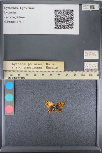 Media type: image;   Entomology 193114